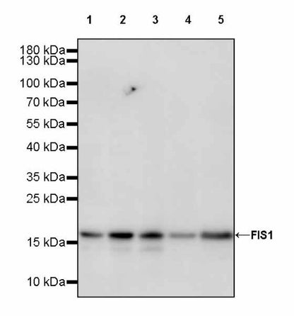 FIS1 Rabbit Polyclonal Antibody