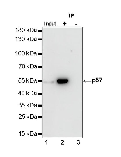 S-RMab®Rabbit mAb IgG Isotype Control (S-R058)