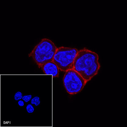 CD38 Recombinant Rabbit mAb (Alexa Fluor® 594 Conjugate) (S-031-45-2)