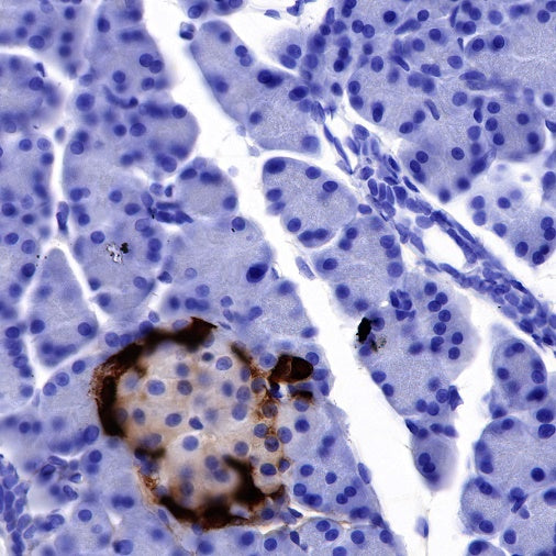 GLP-1 (active) Recombinant Rabbit mAb (S-R280)