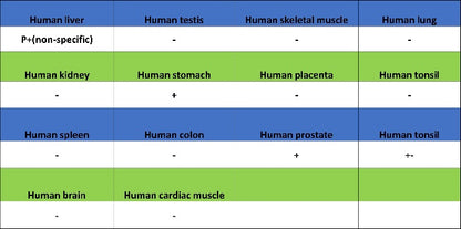 ZO-1 Recombinant Rabbit mAb (S-2188-12)