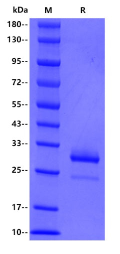 Mouse IgG3 Fc protein