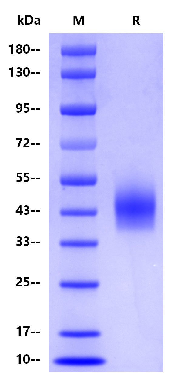 Human CD33, His tag
