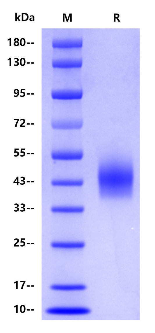 Human CD33, His tag