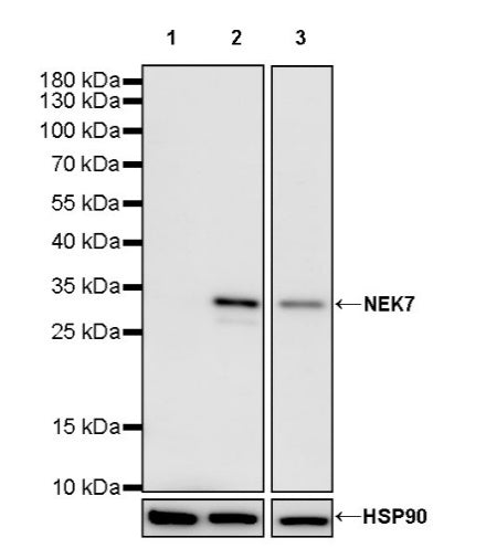 NEK7 Recombinant Rabbit mAb (S-2494-70)