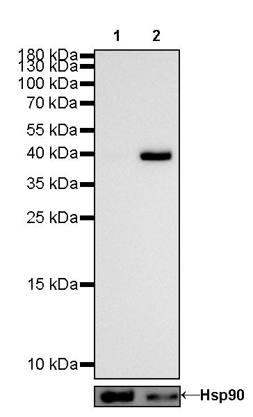 S-RMab® alpha smooth muscle Actin (SMA) Recombinant Rabbit mAb,PBS Only (SDT-301-142)