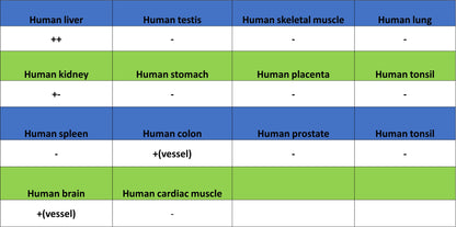Serum Amyloid A Recombinant Rabbit mAb (S-5308)