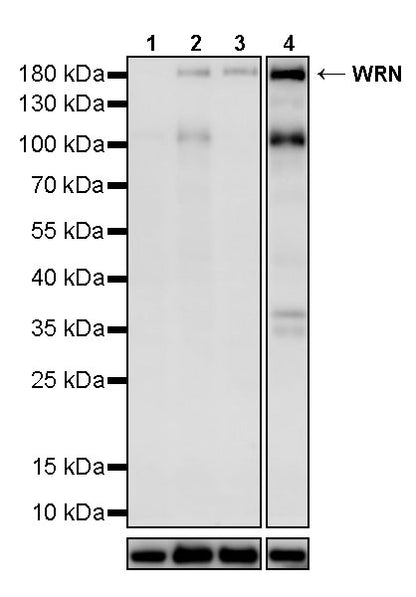 WRN Recombinant Rabbit mAb (S-3543-129)