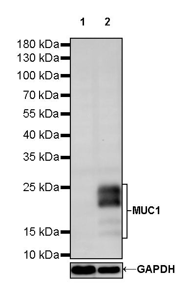 MUC1/EMA Mouse mAb (SDT-777-37)