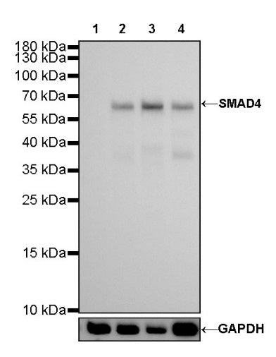 SMAD4 Recombinant Rabbit mAb (SDT-168-62)
