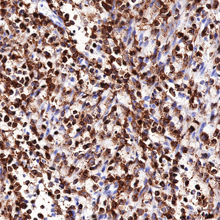CD7 Recombinant Rabbit mAb,PBS Only (SDT-R165)