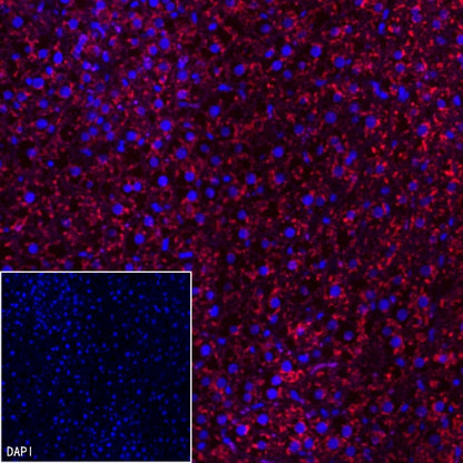 AMACR/p504s Recombinant Rabbit mAb (Alexa Fluor® 555 Conjugate) (SDT-401-29)
