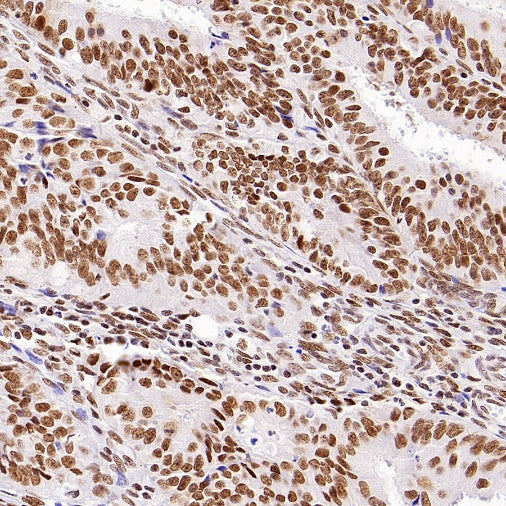 HDAC3 Recombinant Rabbit mAb (S-1977-31)