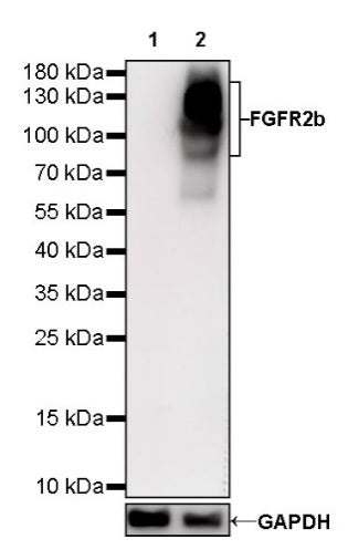 S-RMab® FGFR2b Recombinant Rabbit mAb (SDT-423-33)