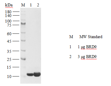 BRD9 His Tag Protein,Human