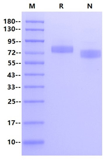 Siglec-10 His Tag Protein, Human