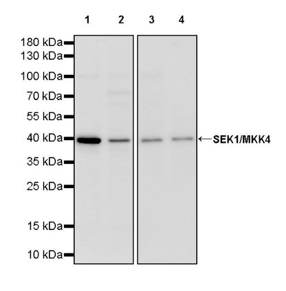 SEK1/MKK4 Rabbit Polyclonal Antibody