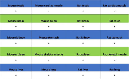 SMAD2 Recombinant Rabbit mAb (S-1420-20)