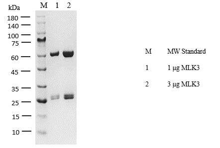 MLK3 Protein