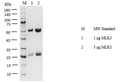 MLK3 Protein
