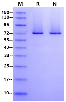 RNase Ⅲ