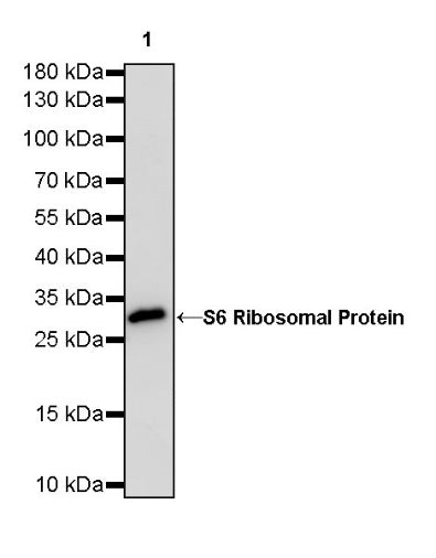 S6 Ribosomal Protein Recombinant Rabbit mAb (S-479-1)