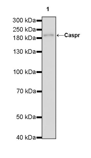 Caspr Recombinant Rabbit mAb (S-1706-1)
