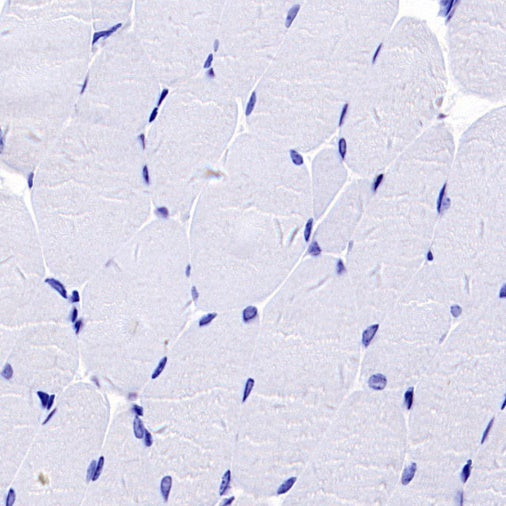 BST2 Recombinant Rabbit mAb (S-1950-247)