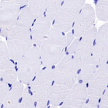 BST2 Recombinant Rabbit mAb (S-1950-247)