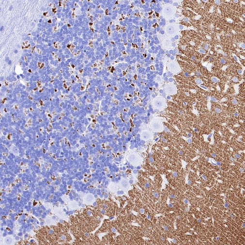 VGlut1 Recombinant Rabbit mAb (S-1587-19)