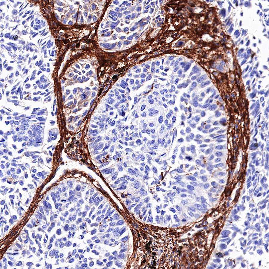 CD13 Recombinant Rabbit mAb (SDT-R162)