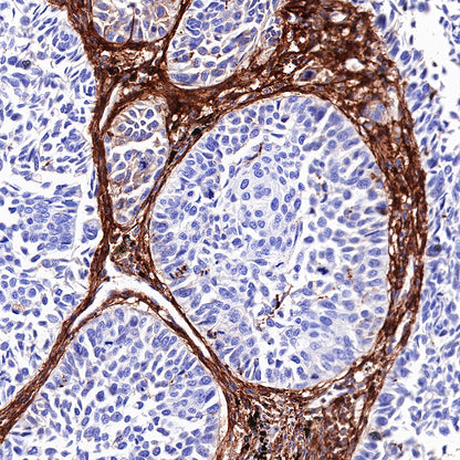 CD13 Recombinant Rabbit mAb (SDT-R162)