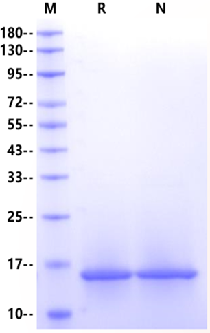 USP47 Protein