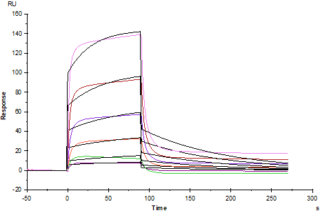 EphB6 His Tag Protein, Human