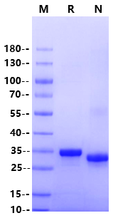 Biotinylated CD8 alpha/CD8A His&Avi Tag Protein, Human