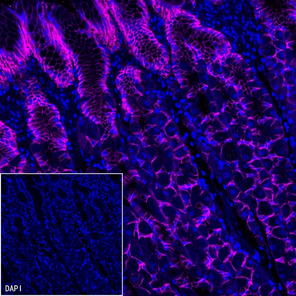 Claudin 3+Claudin 9 Recombinant Rabbit mAb (SDT-1452-69)