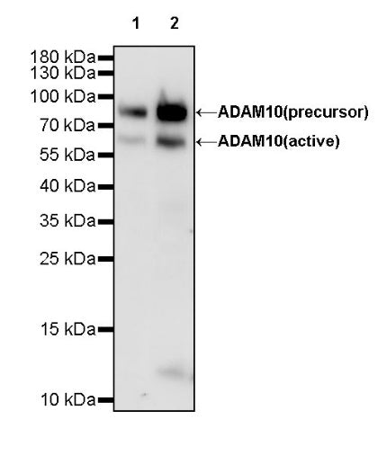 ADAM10 Rabbit polyclonal antibody
