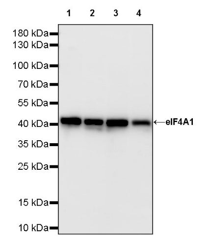 elF4A1 Rabbit Polyclonal Antibody