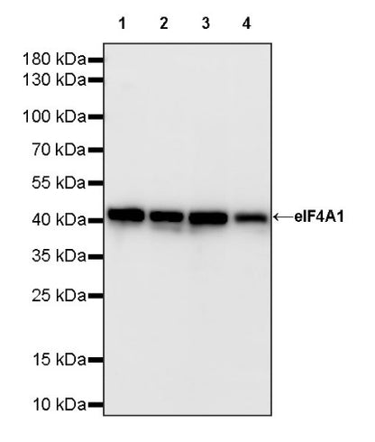 elF4A1 Rabbit Polyclonal Antibody