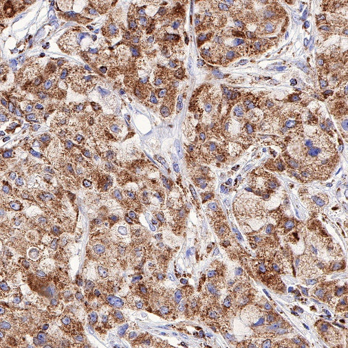 Gstk1 Recombinant Rabbit mAb (S-R341)