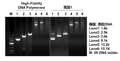 High-Fidelity DNA Polymerase Kit