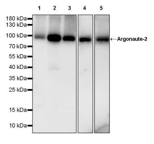 Argonaute-2 Recombinant Rabbit mAb (S-1826-47)