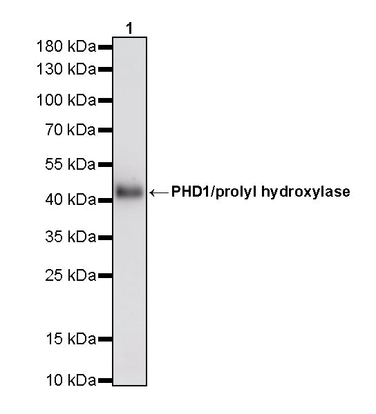 PHD1/prolyl hydroxylase Recombinant Rabbit mAb (S-5060-43)