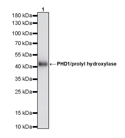 PHD1/prolyl hydroxylase Recombinant Rabbit mAb (S-5060-43)