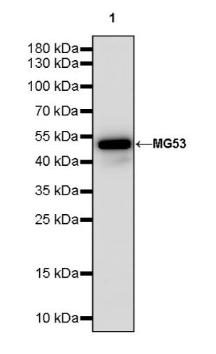 MG53 Recombinant Rabbit mAb (S-1659-10)