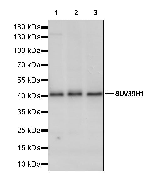 SUV39H1 Recombinant Rabbit mAb (S-3563-3)
