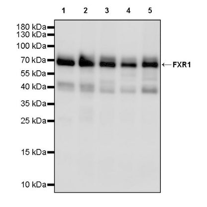 FXR1 Rabbit Polyclonal Antibody