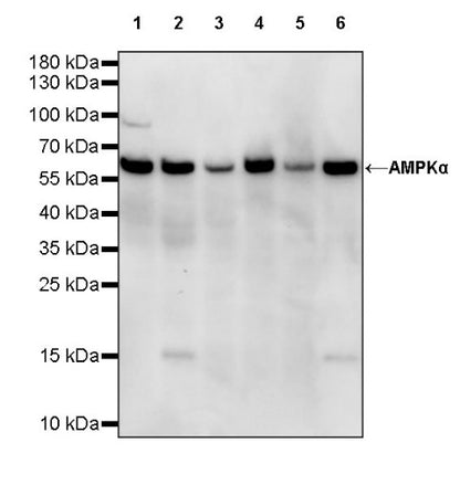 AMPKα Recombinant Rabbit mAb (S-784-68)