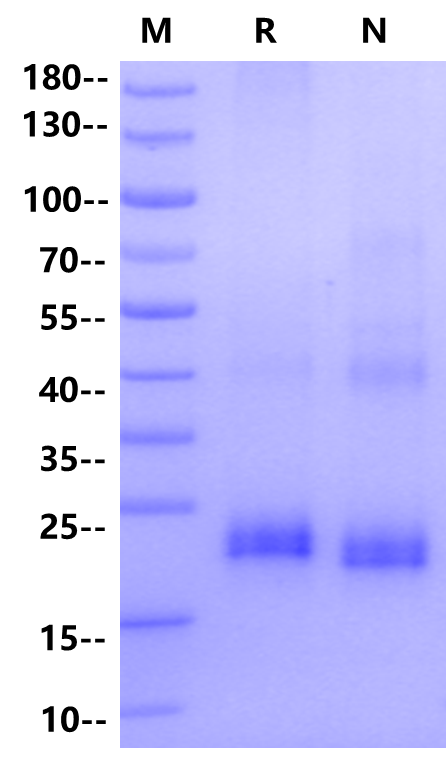 LIGHT/TNFSF14 Protein, Human