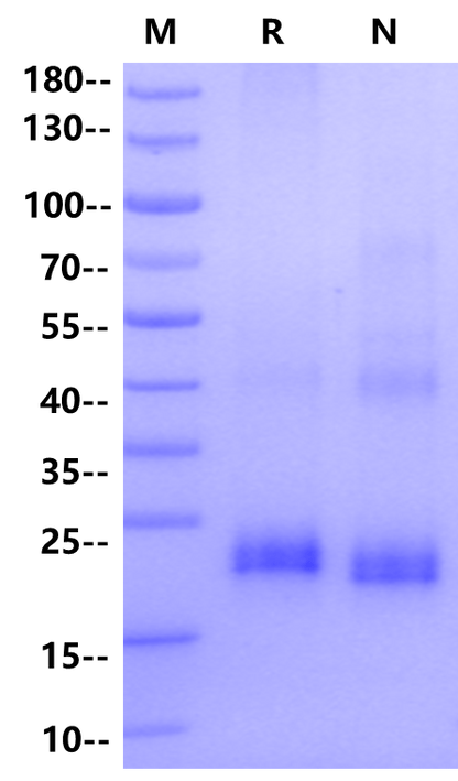 LIGHT/TNFSF14 Protein, Human